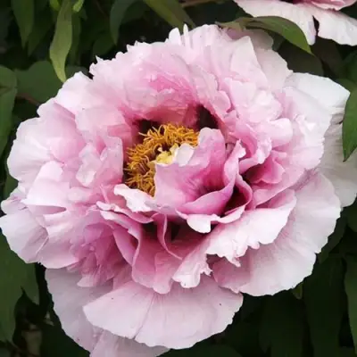 Пион РОЗОВАЯ РЕКА древовидный в Рогачеве