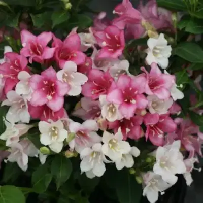 Вейгела КАРНАВАЛ в Рогачеве