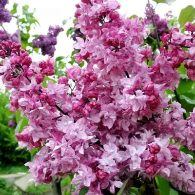 Сирень ОЛИМПИАДА КОЛЕСНИКОВА в Рогачеве