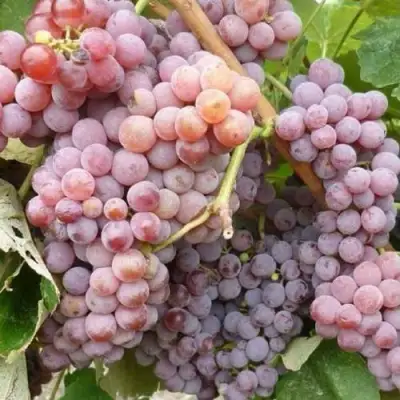 Виноград РИЛАЙНС ПИНК СИДЛИС в Рогачеве