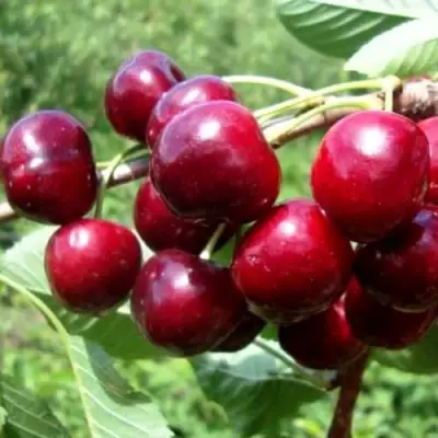 Вишня ВЯНОК в Рогачеве