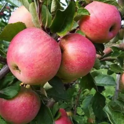 Яблоня ТЕРЕМОК в Рогачеве