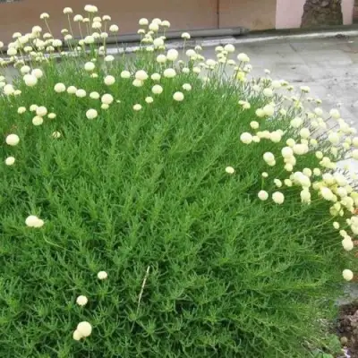 Сантолина зеленеющая в Рогачеве