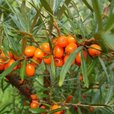 Облепиха БОТАНИЧЕСКАЯ в Рогачеве