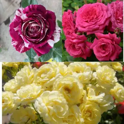 Комплект РОЗОВЫЙ АКЦЕНТ в Рогачеве