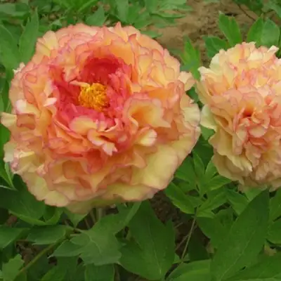 Пион ЗОЛОТАЯ РОССЫПЬ древовидный в Рогачеве