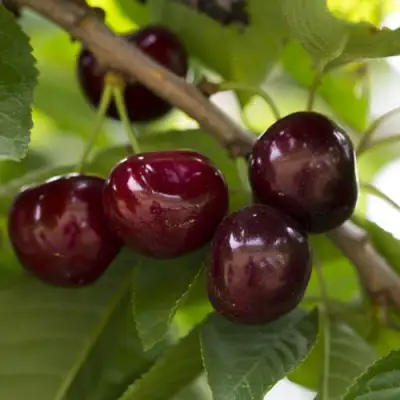 Вишня ЛАСУХА в Рогачеве