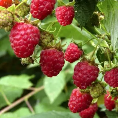 Малина ПРИМАРА в Рогачеве