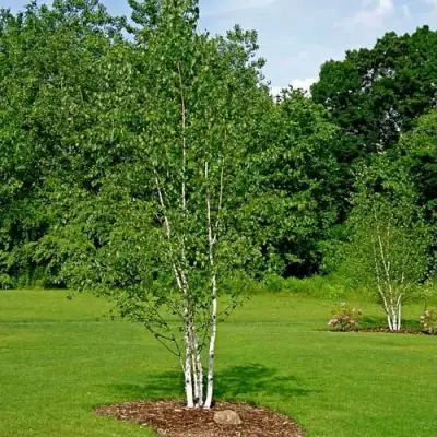 Береза бумажная в Рогачеве