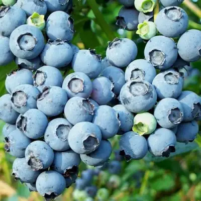 Голубика ПУРУ в Рогачеве