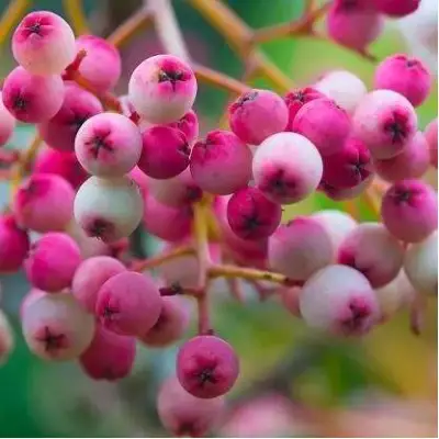 Рябина ПИНК сладкоплодная в Рогачеве