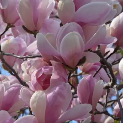 Магнолия ГАЛАКСИ в Рогачеве