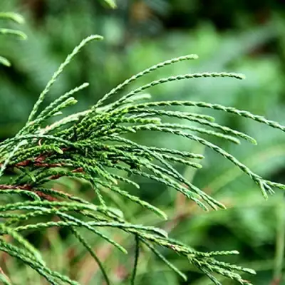 Туя ВИПКОРД складчатая в Рогачеве