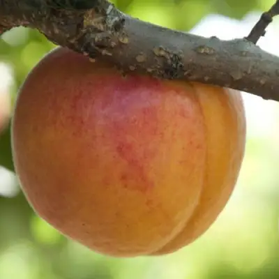  АПРИУМ в Рогачеве