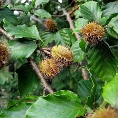 Бук обыкновенный в Рогачеве