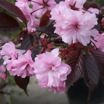 Сакура РОЯЛ БУРГУНДИ в Рогачеве