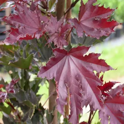 Клен КРИМСОН СЕНТРИ остролистный в Рогачеве