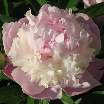 Пион ЩЕРБЕТ травянистый в Рогачеве