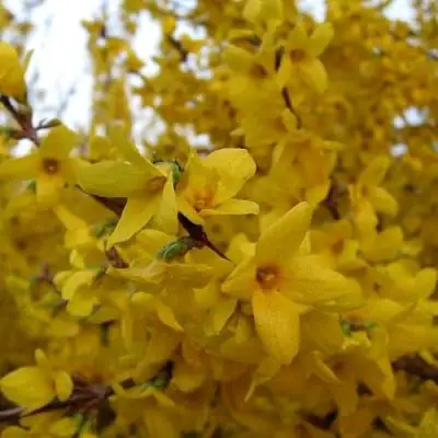 Форзиция ТАРАНДТ промежуточная в Рогачеве