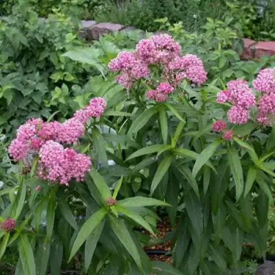 Ваточник МЯСО-КРАСНЫЙ в Рогачеве