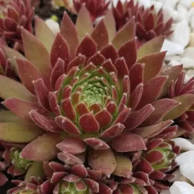 Молодило ЛЮФТШПРУНГ в Рогачеве