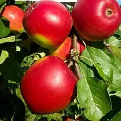 Яблоня РЕДФРИ в Рогачеве