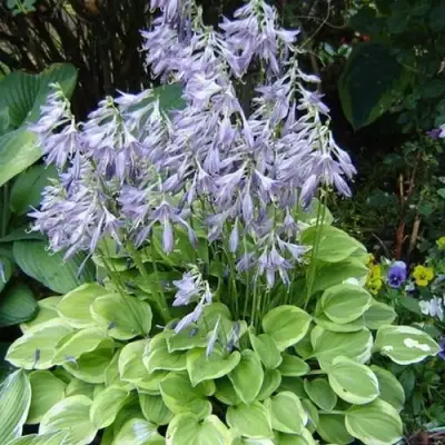 Хоста ГОЛДЕН ТИАРА в Рогачеве