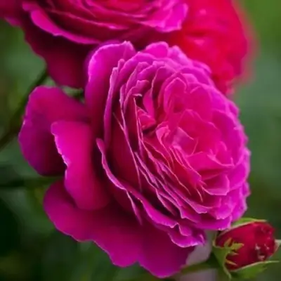 Роза МАЛИНОВЫЙ ЗВОН чайно-гибридная в Рогачеве