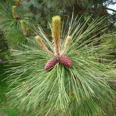 Сосна желтая  в Рогачеве