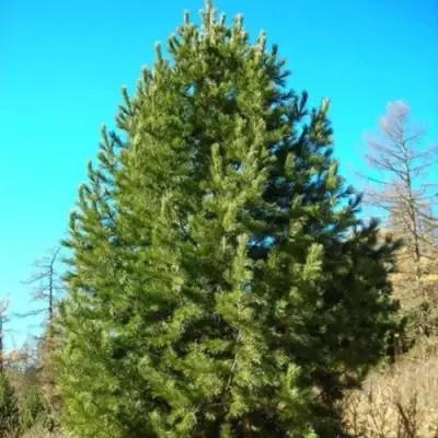 Сосна кедровая сибирская в Рогачеве