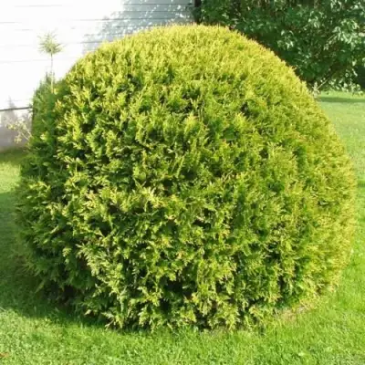 Туя ДАНИКА АУРЕА западная в Рогачеве