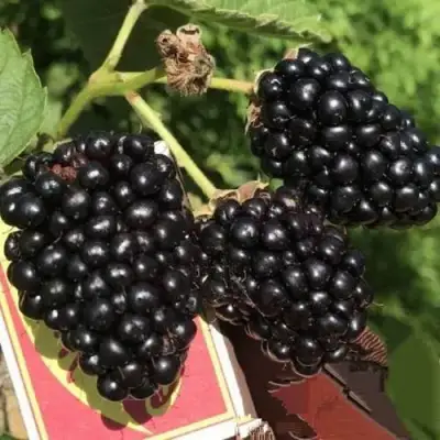 Ежевика ПРАЙМ АРК 45 ремонтантная   в Рогачеве