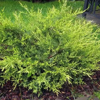 Можжевельник КУРИВАО ГОЛД китайский в Рогачеве