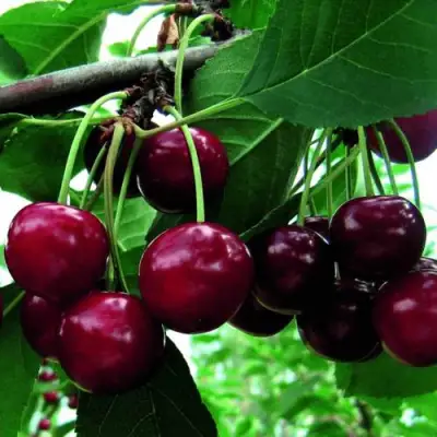 Дюк ЖИВИЦА (ЧЕРЕВИШНЯ) в Рогачеве