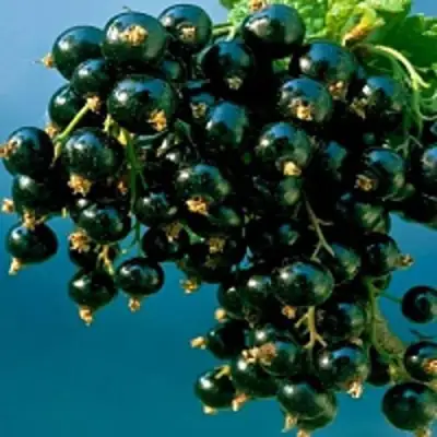 Смородина чёрная ИЗЮМНАЯ в Рогачеве