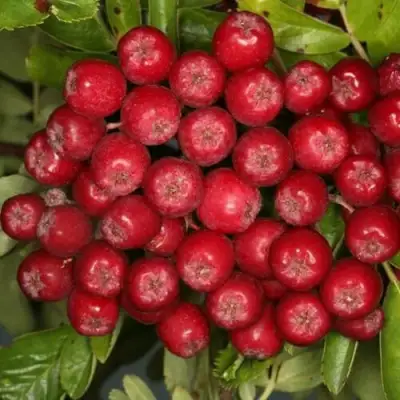 Рябина РУБИНОВАЯ сладкоплодная в Рогачеве