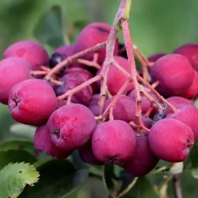 Рябина ДЕСЕРТНАЯ МИЧУРИНА сладкоплодная в Рогачеве