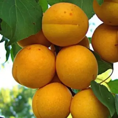 Абрикос ОНТАРИО в Рогачеве