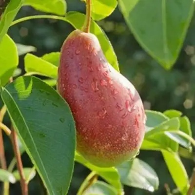 Груша ЯКОВЛЕВСКАЯ в Рогачеве