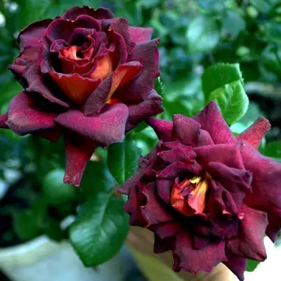 Роза ЭДДИ МИТЧЕЛЛ чайно-гибридная в Рогачеве