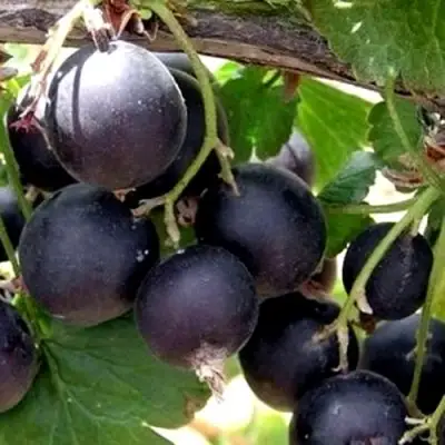 ЙОШТА в Рогачеве