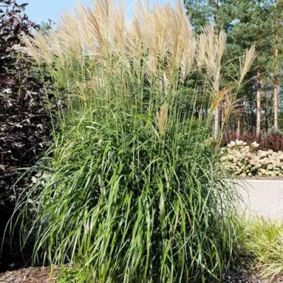 Мискантус ВАНИЛЛА СКАЙ китайский в Рогачеве