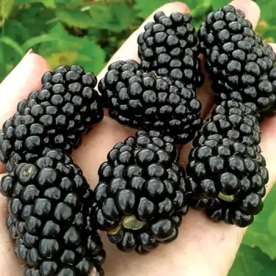 Ежевика ПРАЙМ АРК ФРИДОМ ремонтантная  в Рогачеве