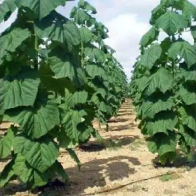 Павловния ПАО ТОГН Z07 в Рогачеве