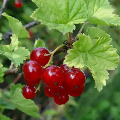 Смородина альпийская ШМИДТ в Рогачеве