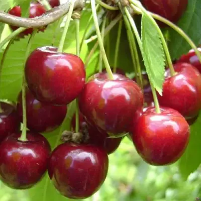 Черешня СИНЯВСКАЯ в Рогачеве