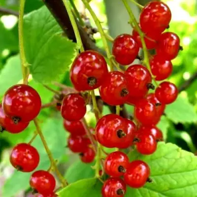 Смородина красная КОРАЛЛОВАЯ в Рогачеве