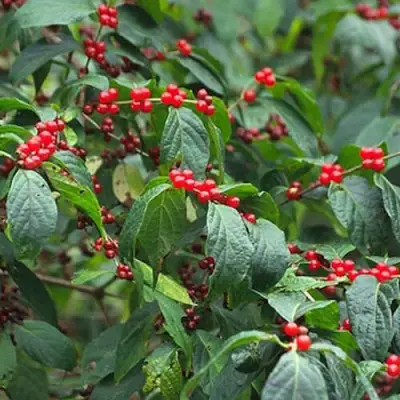 Жимолость МААКА в Рогачеве