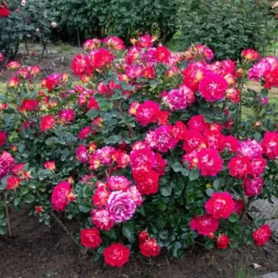 Роза БРЕРА флорибунда в Рогачеве