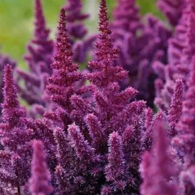 Астильба ПЕПЛ РЕЙН гибридная в Рогачеве